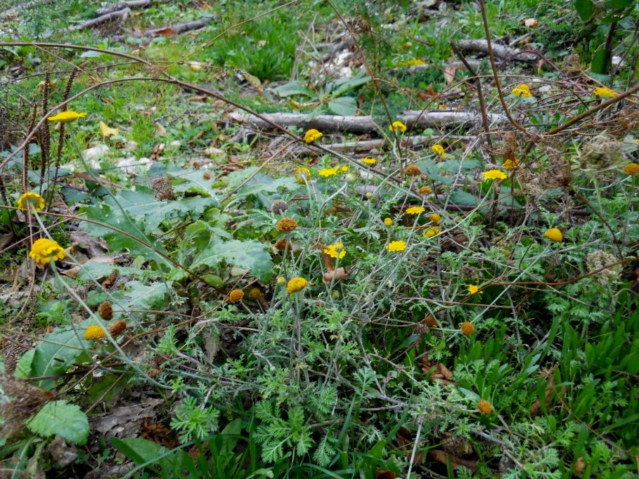 Cota tinctoria / Camomilla per tintori